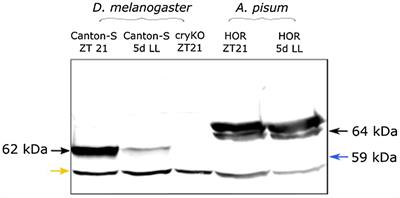 Antibodies Against the Clock Proteins Period and Cryptochrome Reveal the Neuronal Organization of the Circadian Clock in the Pea Aphid